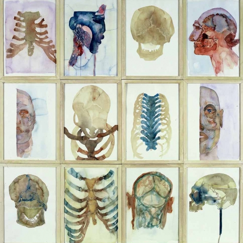 carenvanherwaardenanatomischeles1996120x120aquarelcollanatomischmuseumleidencopy